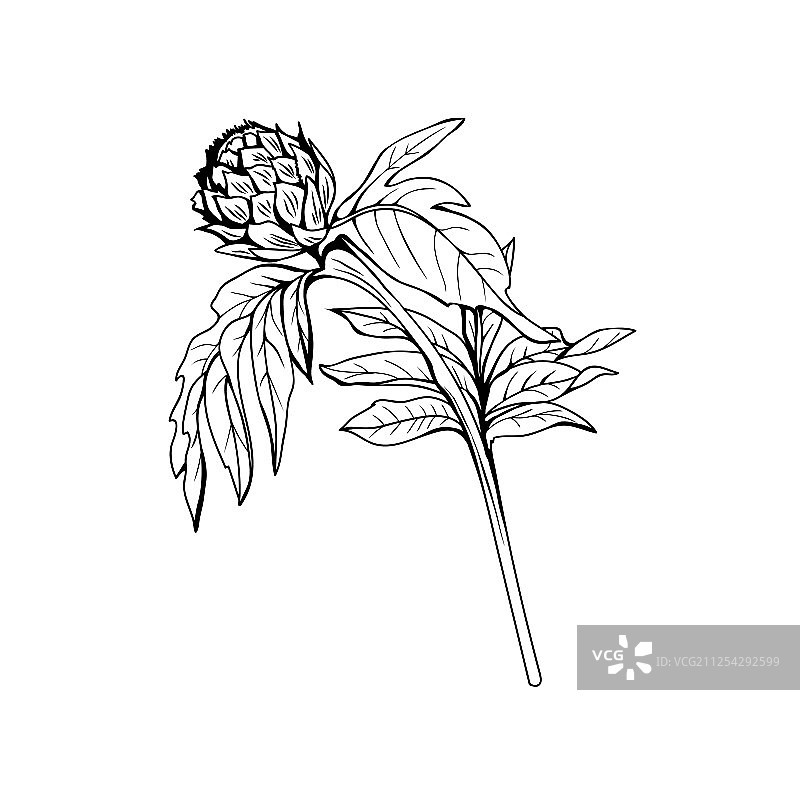 水飞蓟芽黑色墨水徒手草图图片素材