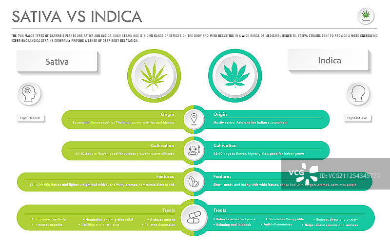 大麻与印度大麻横向商业信息图图片素材