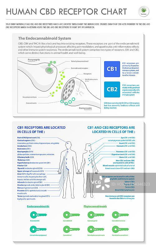 人类CBD受体图表竖版商务图片素材