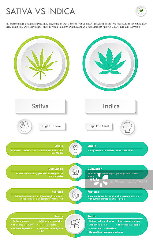 Sativa与Indica大麻品种信息图图片素材