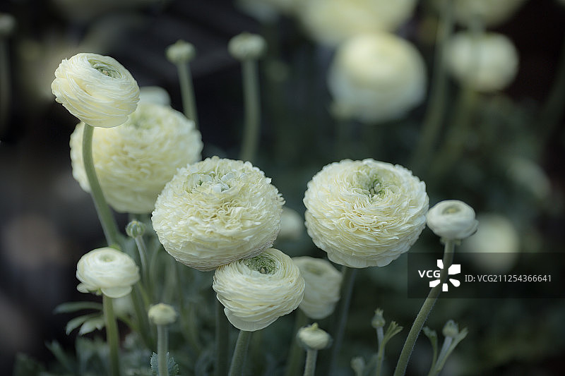 白毛茛属植物图片素材