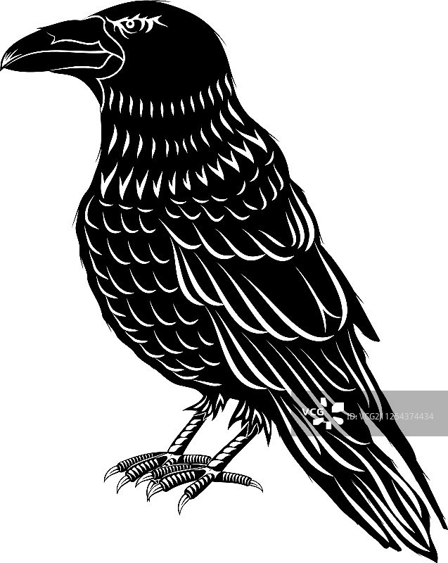 黑色乌鸦0001图片素材