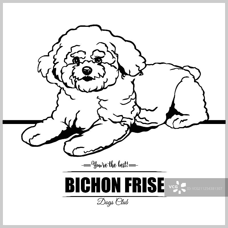 比熊犬T恤图案图片素材