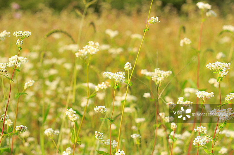 荞麦花图片素材
