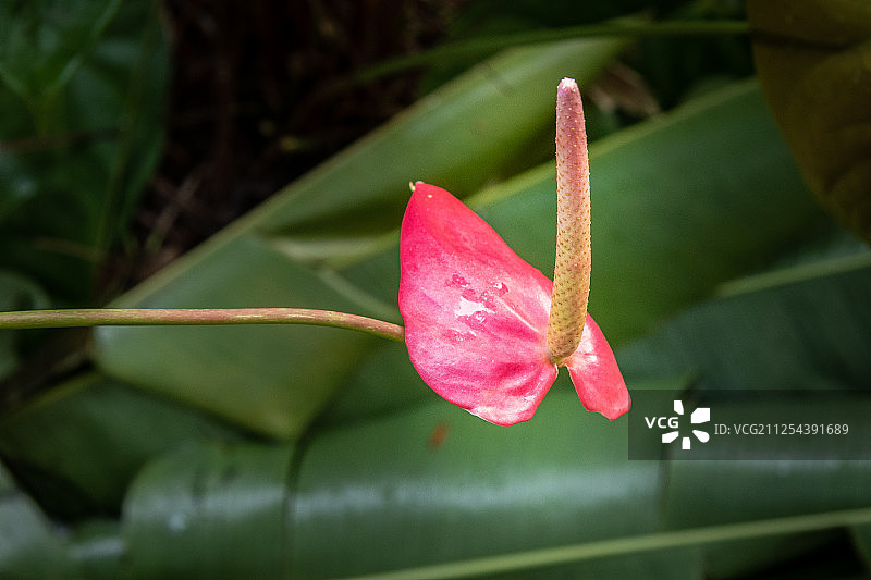 圣卢西亚图片素材