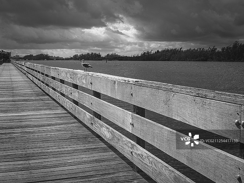 一只海鸥图片素材