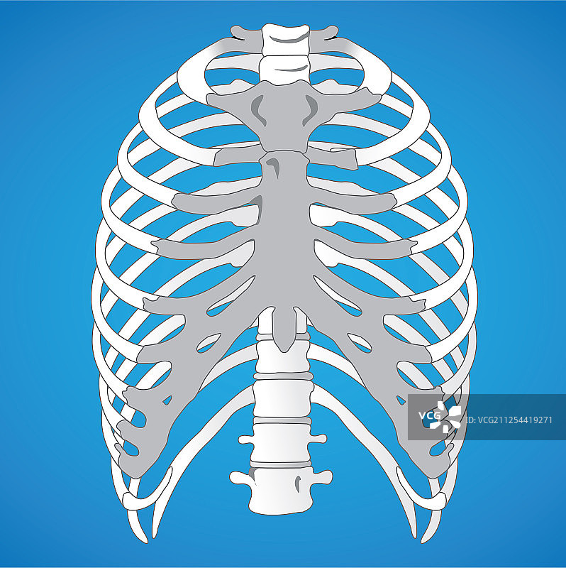 急救解剖人体肋骨图片素材