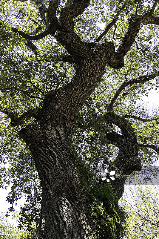维吉尼亚栎树，又称南方 Live Oak图片素材