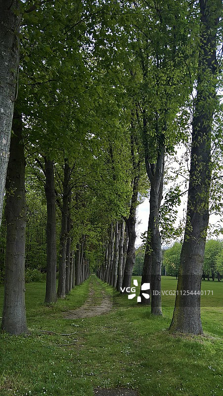 球童小径图片素材