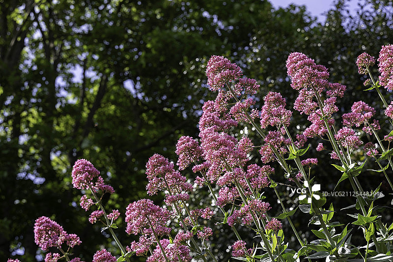 布里斯托尔墙上生长的粉色缬草花图片素材