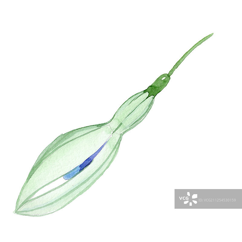 蓝色倒挂金钟花卉水彩背景插画图片素材