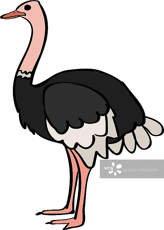 白色背景下的鸵鸟图片素材