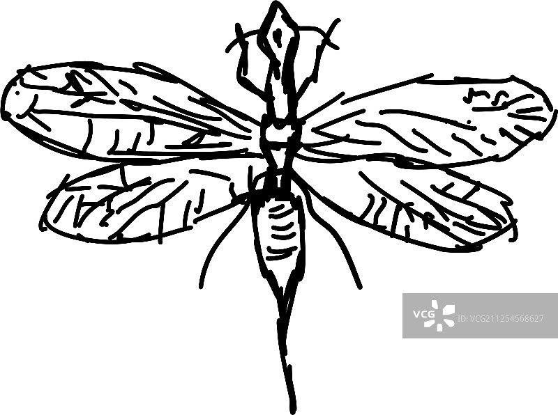 白色背景上的蛇蛉绘画图片素材