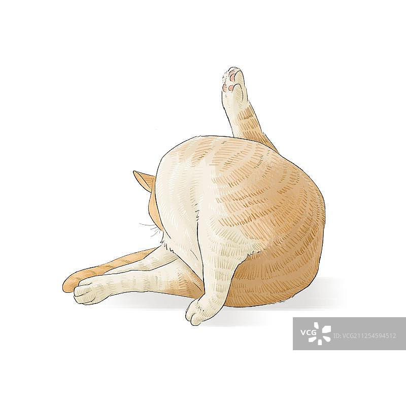 舔毛的橘猫图片素材