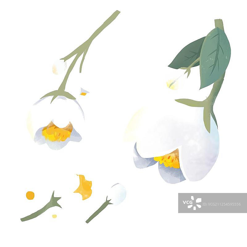 花朵6图片素材