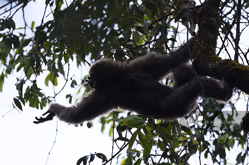 云南德宏天行长臂猿图片素材