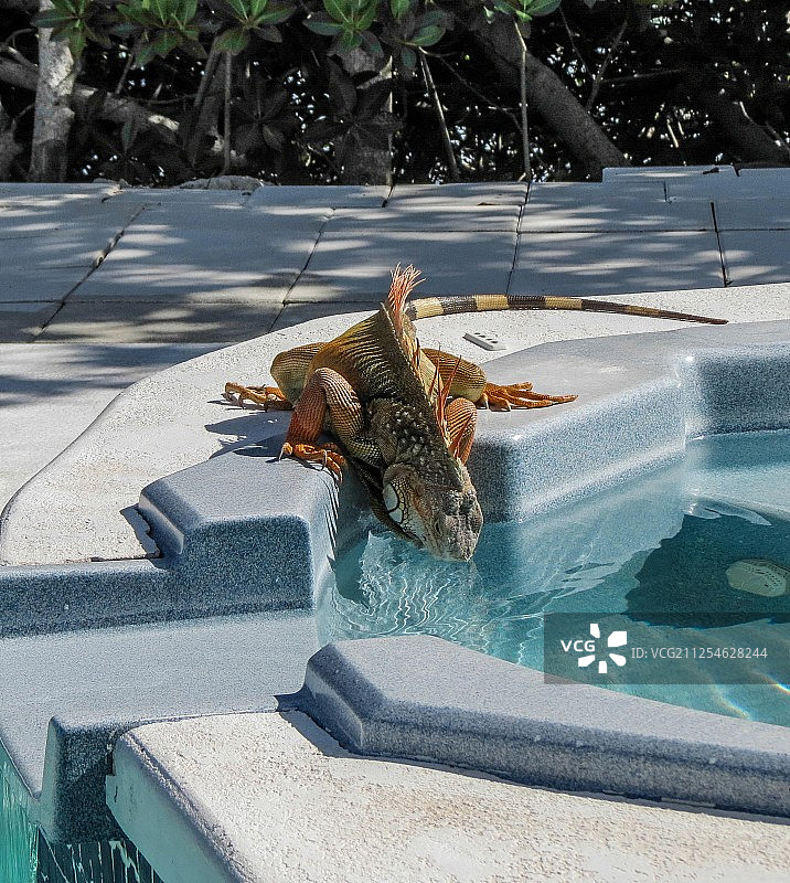 炫酷泳池鬣蜥图片素材