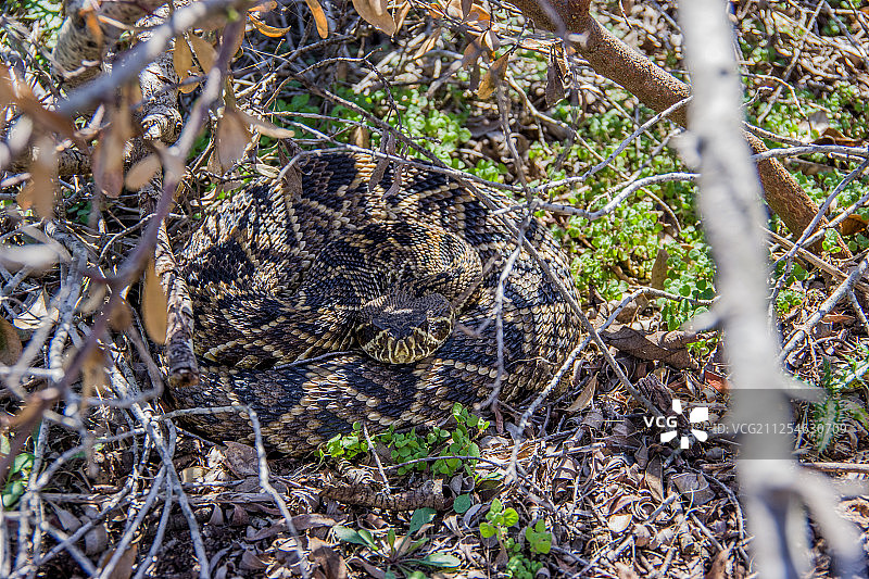 东部菱背响尾蛇（Crotalus adamanteus）图片素材