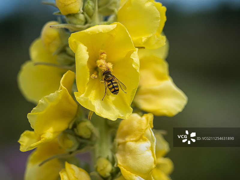 毛蕊花上的昆虫图片素材