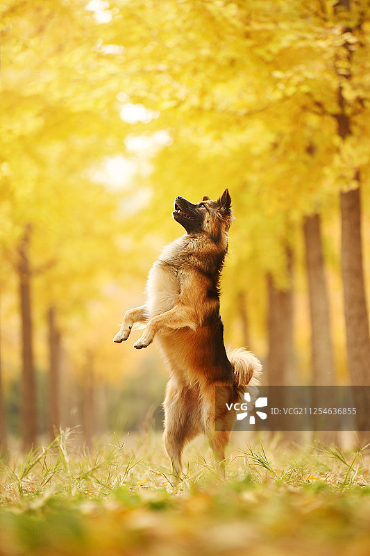 萨摩耶和它的朋友图片素材