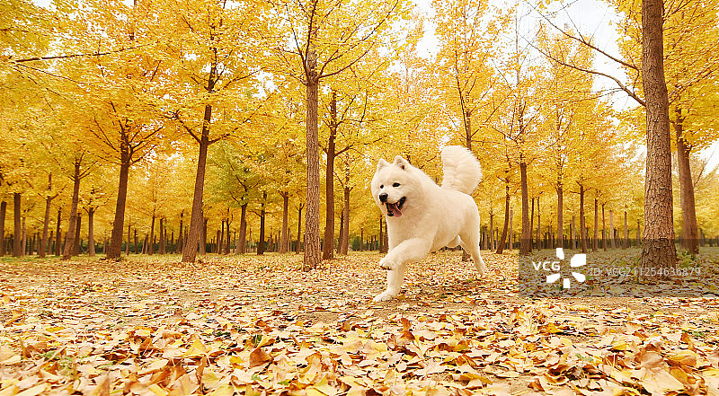 萨摩耶和它的朋友图片素材
