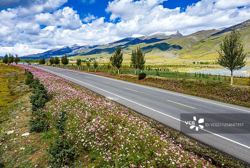 开满格桑花的公路图片素材