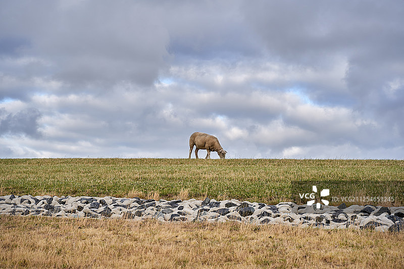 德国北弗里斯兰的田野里吃草的奶牛图片素材