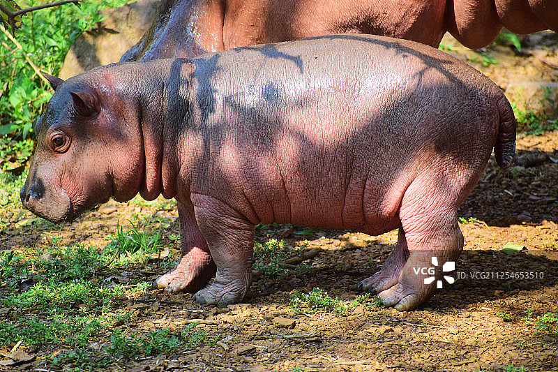 可爱的河马宝宝和新妈妈图片素材
