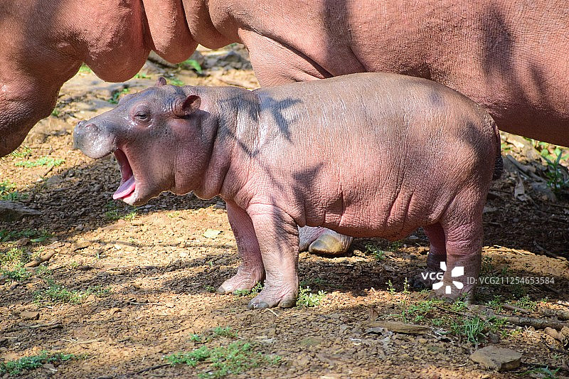 可爱的河马宝宝和新妈妈图片素材