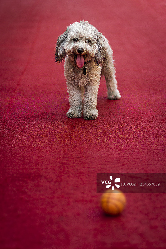 小狗和球的特写图片素材