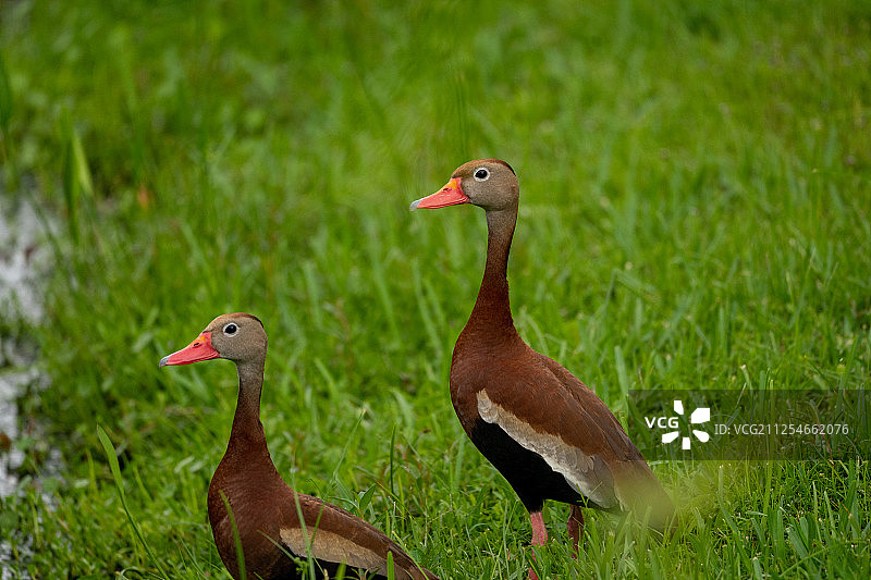 两只黑腹树鸭站在草地上图片素材