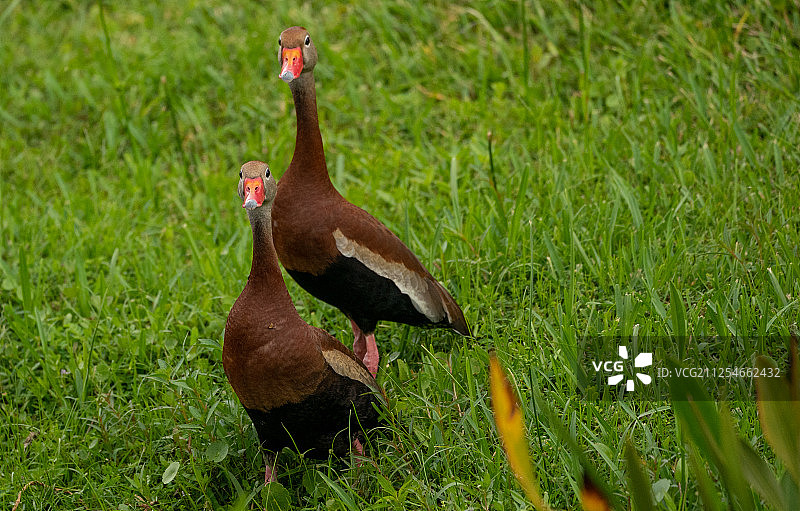 草地上两只黑腹树鸭的正面特写图片素材
