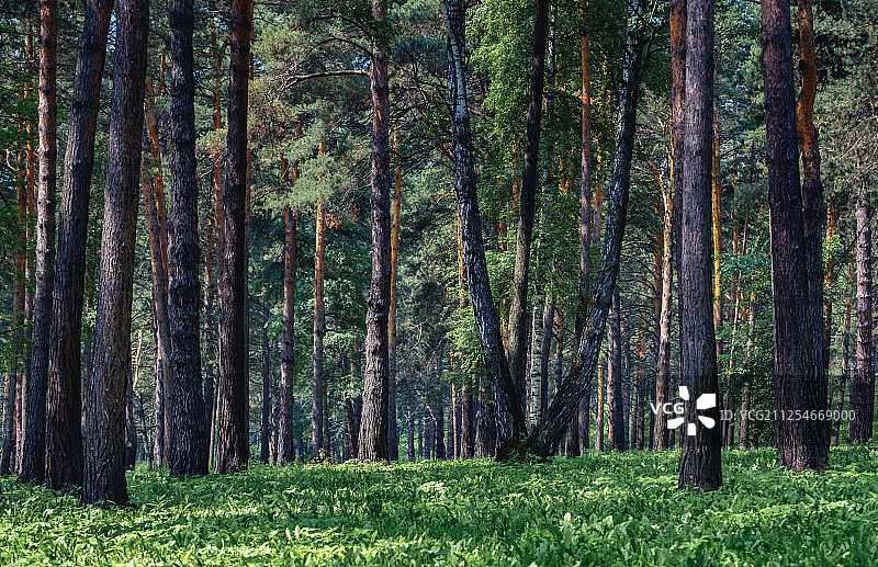 常绿森林内部景观图片素材