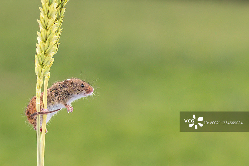 英国多塞特郡，收获鼠栖息在小麦上的侧面图片素材