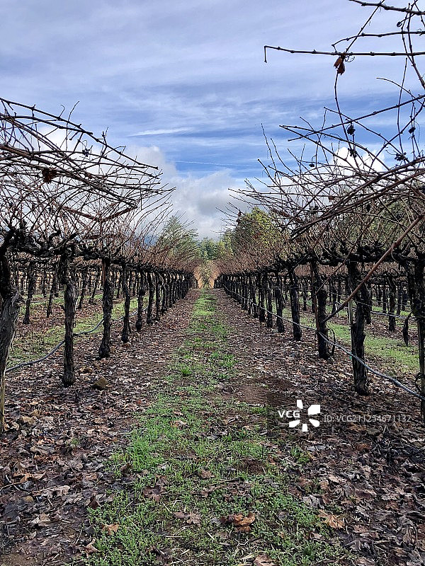 美国加利福尼亚州卡利斯托加葡萄园的秋景图片素材