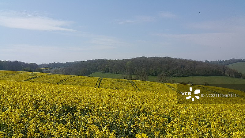 黄色草甸图片素材