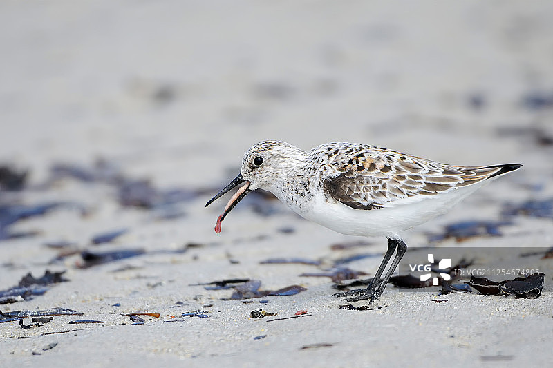带有小吃的鹬的侧视特写，黑尔戈兰，德国图片素材