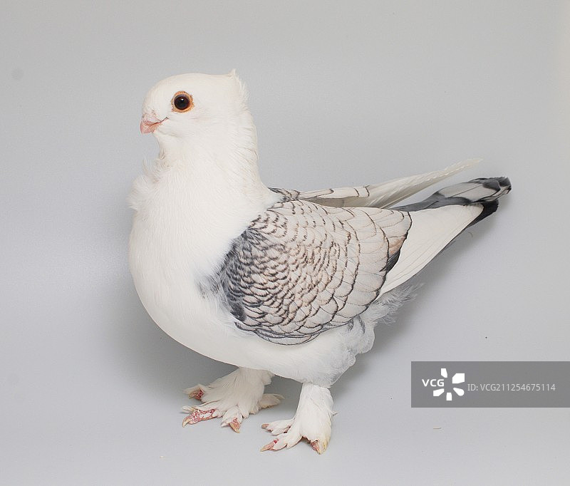 鸽子肖像图片素材