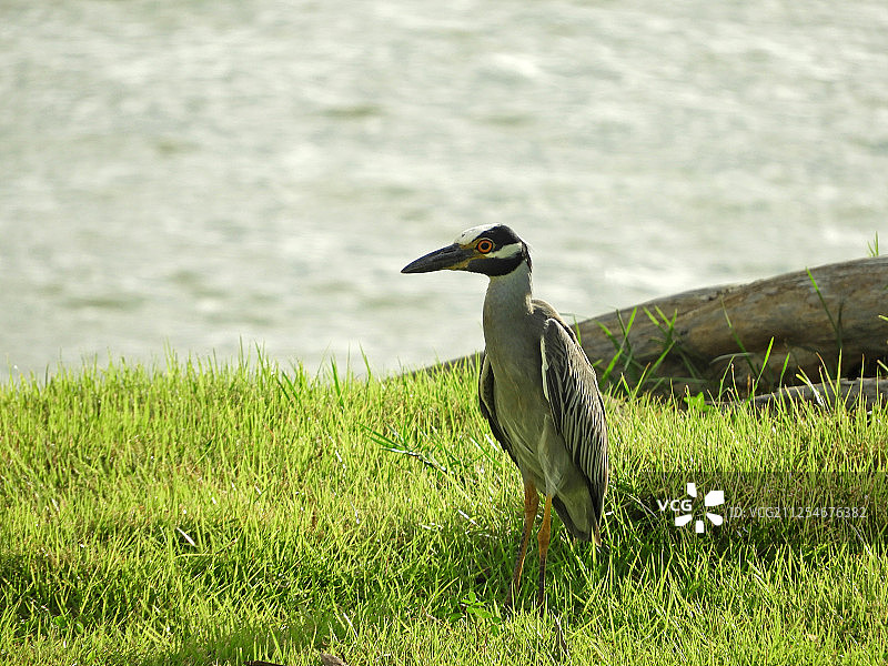 波多黎各马亚圭斯的黄冠夜鹭侧视图图片素材