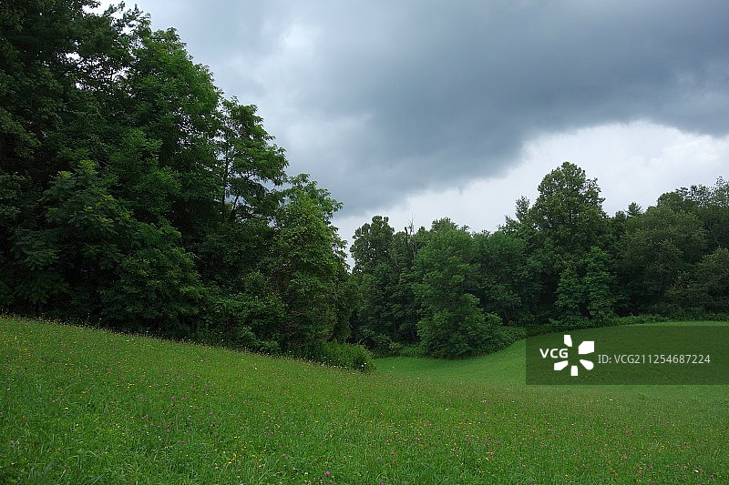 田野里的小野花图片素材