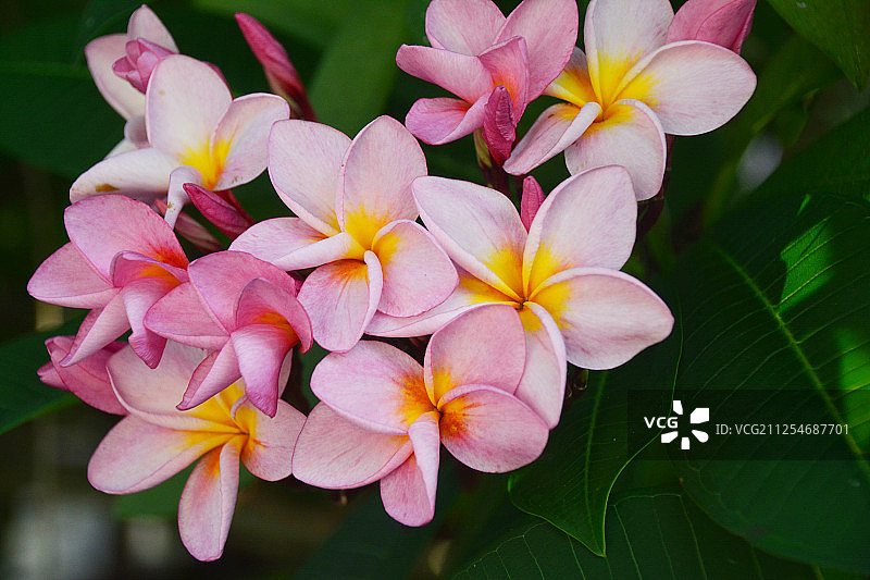 盛开的粉色异域花朵图片素材