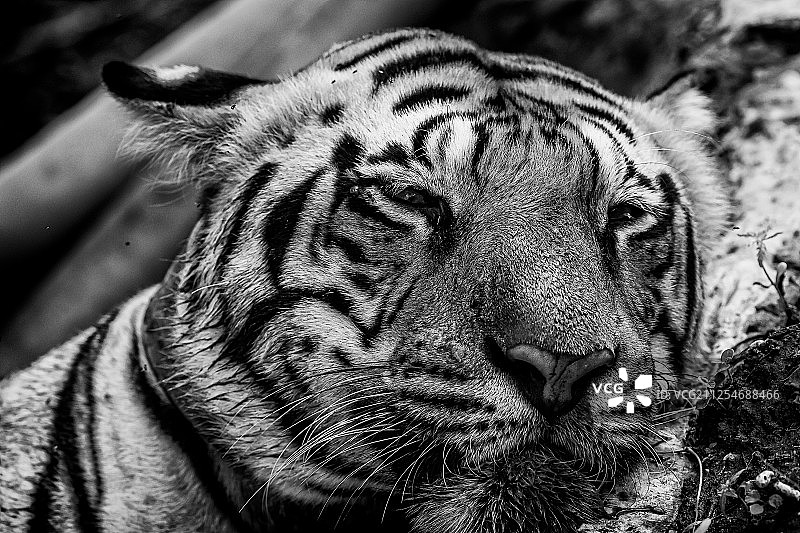 老虎特写图片素材