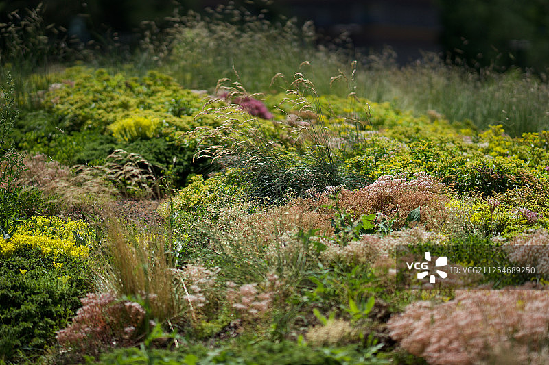 草、植物和鲜花照片图片素材