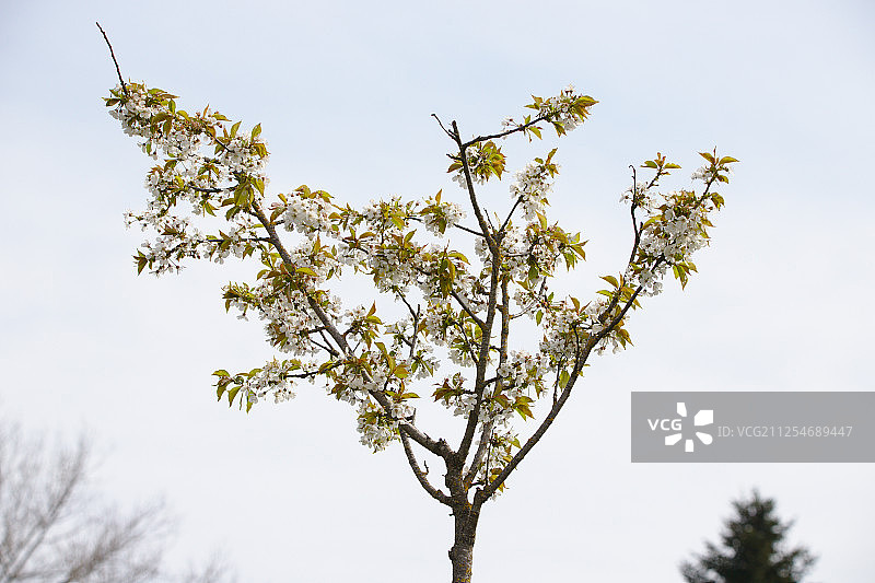 晴空下野生樱桃（鸟类李属）的绽放特写图片素材