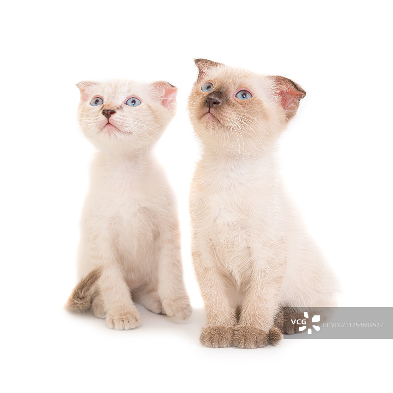 两只坐着的纯种小猫图片素材