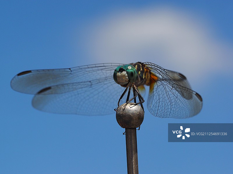 栖息的蜻蜓照片图片素材