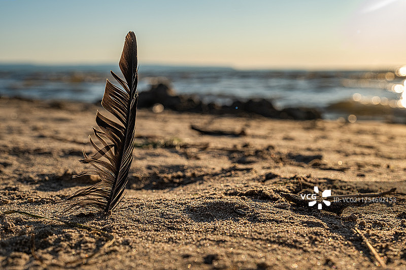 加拿大安大略省瓦萨加海滩上的羽毛特写图片素材