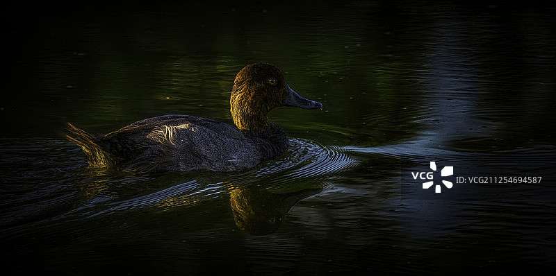 红头潜鸭特写图片素材