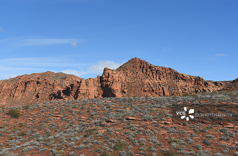 红色沙漠上的Artemisia tridentanta图片素材