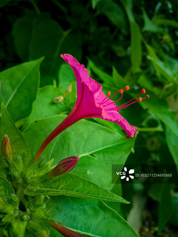 紫茉莉图片素材